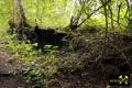 Restloch Manganerz-Tagb. SO des Alfredschacht bei Klein-Linden nahe Gießen, Lahn-Dill-Gebiet, Hessen, (D) (6) 05. Juli 2013 Halde.JPG